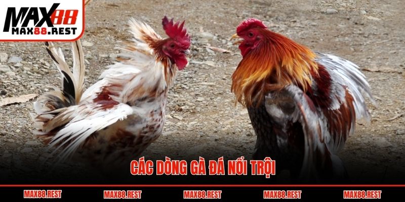 Các dòng gà đá nổi trội