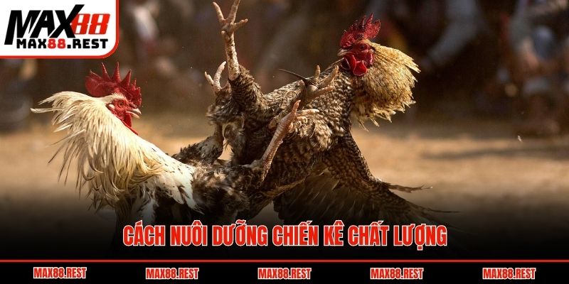 Cách nuôi dưỡng chiến kê chất lượng