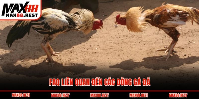 FAQ liên quan đến các dòng gà đá