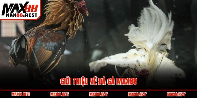 Giới thiệu về đá gà Max88