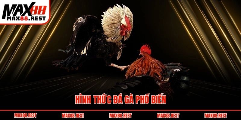 Hình thức đá gà phổ biến