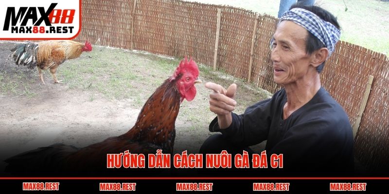 Hướng dẫn cách nuôi gà đá c1