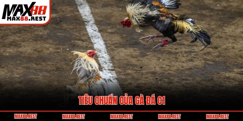 Tiêu chuẩn của gà đá c1