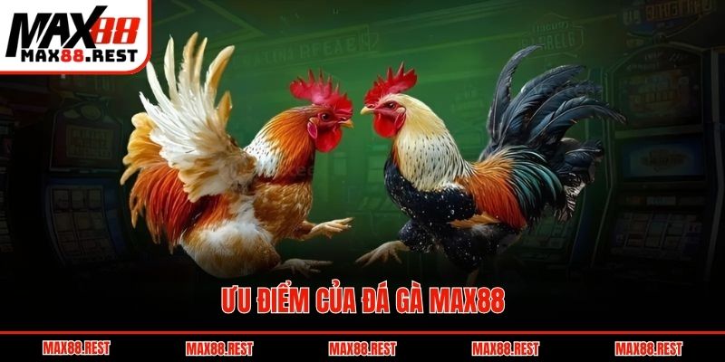Ưu điểm của đá gà Max88