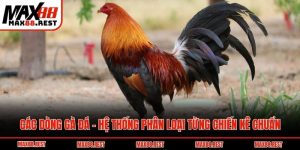 các dòng gà đá