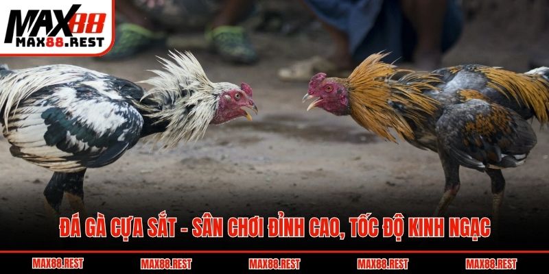 Đá gà cựa sắt